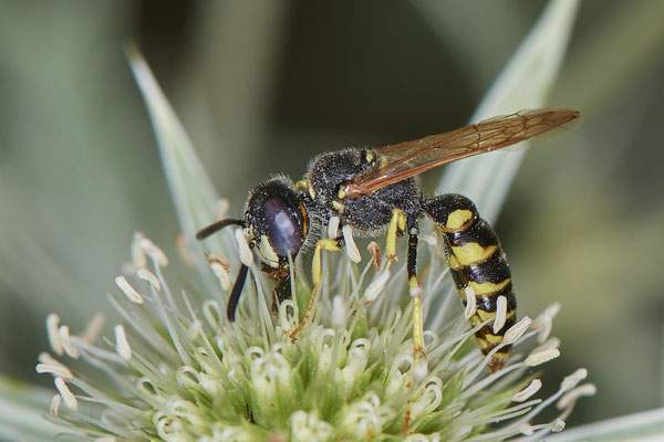Nr.1075 - Philanthus triangulum / Bienenwolf - WES Rheinbrücke Büdericher Insel - 51°38`40.99" 6°36`30.54" - (09.08.2019)