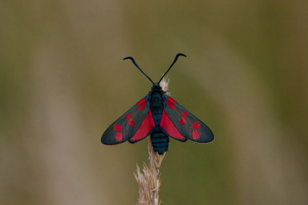 Sechsfleck-Widderchen