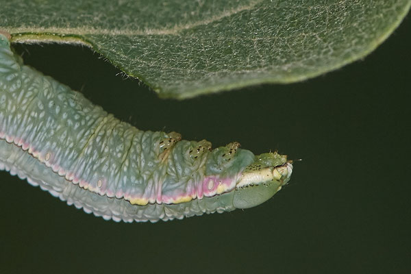 Palpen-Zahnspinner - Hünxe - (26.06.2022)