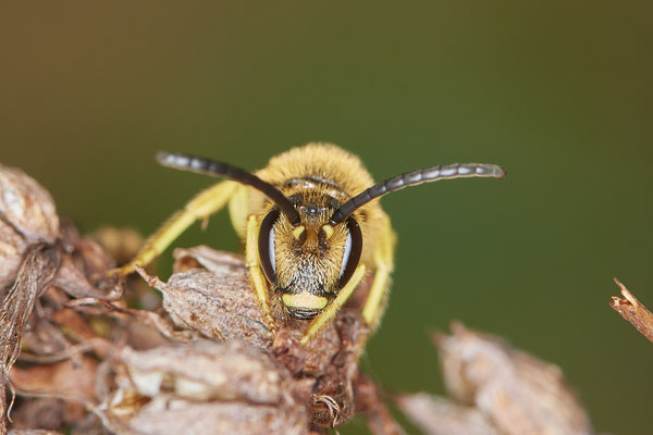 Nr.0894 - Halictus scabiosae / Gelbbindige-Furchenbiene - OB LMB - 51°29`11.55" 6°53`53.48" - (27.06.2019)
