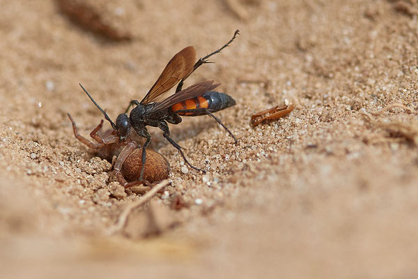 Frühlings Wegwespen