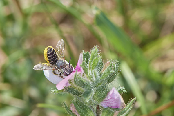 Nr.1241 - Megachile pilidens / Filzzahn-Blattschneiderbiene - DU-Walsum Rheindeich - 51°31`50.66"  6°41`54.13" - (30.08.2019)