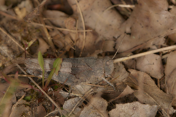 Blauflügelige Ödlandschrecke
