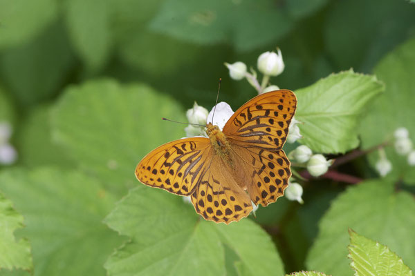 Kaisermantel - Hünxe - (25.06.2022)