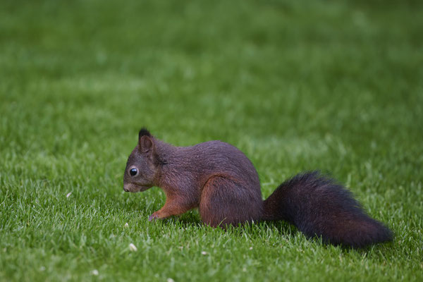 Eichhörnchen