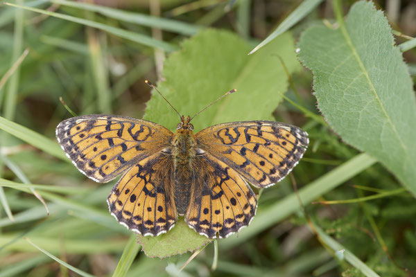 Violetter Silberfalter