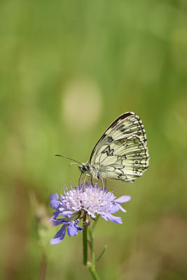 Nr.0042 - Schachbrett / Melanargia galathea - Kaiserstuhl - (23.06.2020)