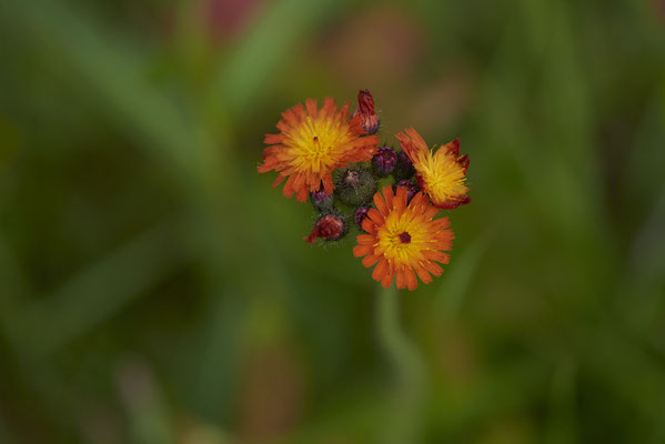 Orangerotes Habichtskraut