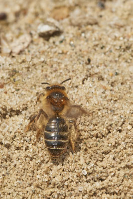 Nr.0349 - Andrena barbilabris - OB LMB - 51°29`11.55" 6°53`53.48" - (30.04.2019)