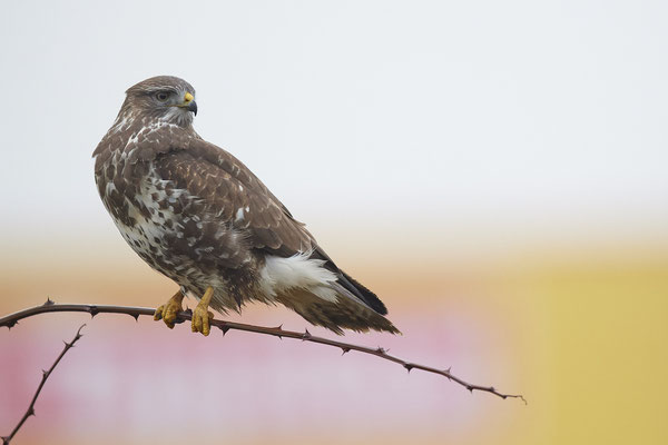 Mäusebussard