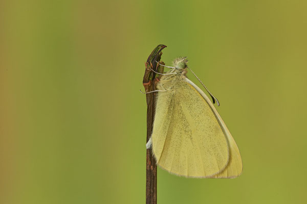 Kleiner Kohlweißling / Pieris rapae - 29.12.2021