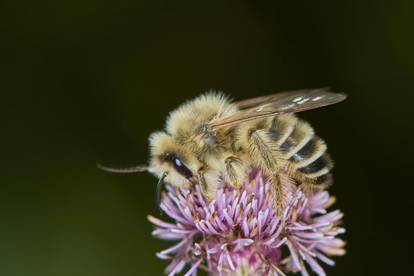 Nr.0990 - Dasypoda hirtipes m / Dunkelfransige Hosenbiene - Geestland Bad Bederkesa- 53°36`27.27" 8°50`19.87" - (27.07.2019)