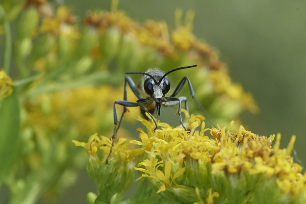 Ammophila sabulosa / Gemeine Sandwespe - Haltern, Weg an Kiesgrube, Waldrand - 51°42`21.66" 7°15`40.35" - (27.08.2020)