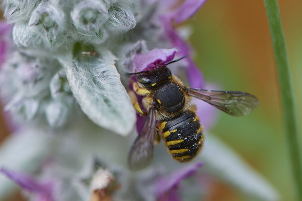 Nr.0681 - Anthidium manicatum / Garten Wollbiene - OB im Garten - 51°31`49.60" 6°50`56.50" - (15.06.2019)