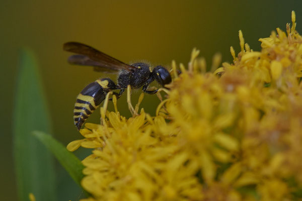Nr. 01/03 - Faltenwespe (Ancistrocerus Nigricornis) Oberhausen Franzosenstraße Artenschutzgewässer (15.08.2018)