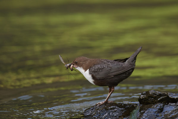 Wasseramsel