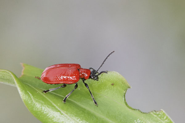 Nr.0014 - Lilienhähnchen - OB Garten - 51°31`49.60" 6°50`56.50" - (15.06.2020)