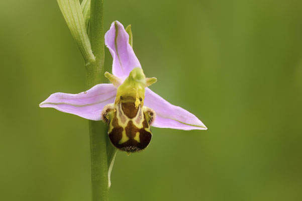 Bienen-Ragwurz - Orchideen-Urlaub im Allgäu vom 26.05. bis 09.06.2024