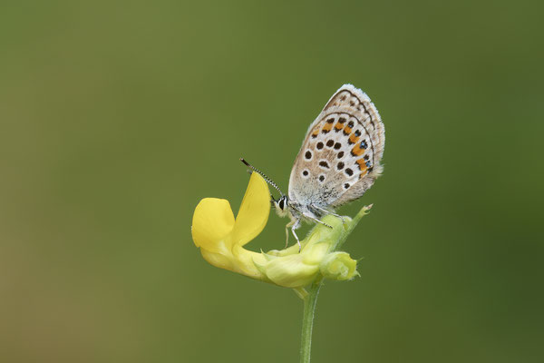 Argus-Bläuling - (Urlaub im Allgäu / Bayern vom  30.06. bis 09.07.2023)