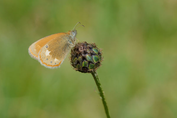 Rotbraunes Wiesenvögelchen