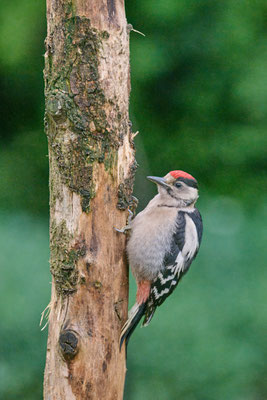 Junger Buntspecht im Garten