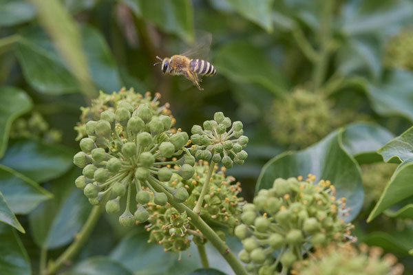 Nr. 03/10 - Colletes hederae (Efeu-Seidenbiene) - Dinslaken-Hiesfeld Kirchstraße gegenüber vom Mühlenmuseum ( 20.09.2018 )