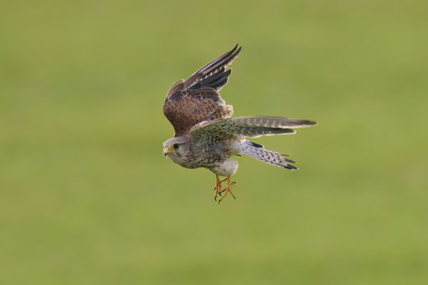 Turmfalke - Serie Flugfotos