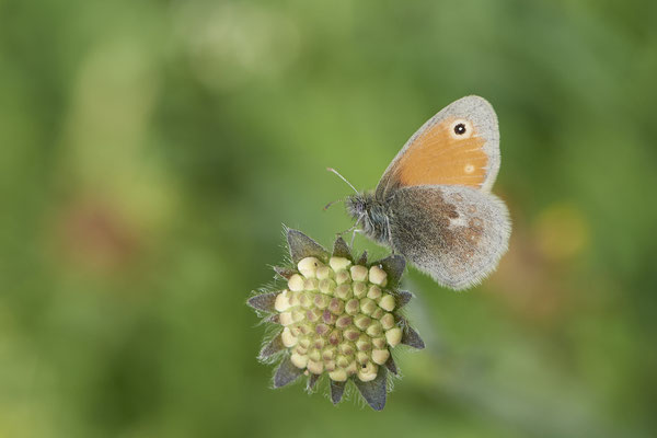 Kleines Wiesenvögelchen - Auf Schmetterlingstour in der Eifel: Kalvarienberg und Lambertstal - (29.05. bis 03.06.2022)