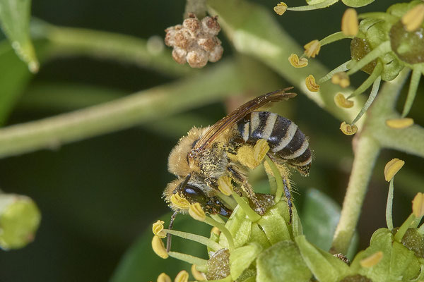 Nr.09/03 - Colletes hederae (Efeu-Seidenbiene) - OB Lübeckerstr. 6 (05.10.2018)