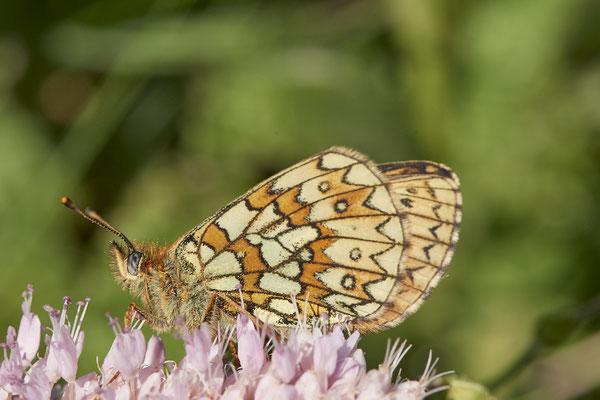 36 - ? - Vom 13.6. bis 20.6.2021 Urlaub im Allgäu