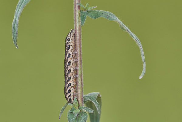 Nachtkerzenschwärmer - steht unter strengem Schutz - Essen - (05.08.2022)