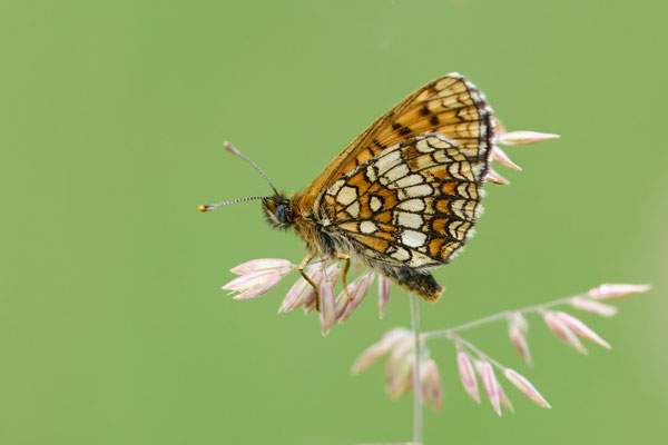 Wachtelweizen-Scheckenfalter - (Urlaub im Allgäu / Bayern vom  08.06. bis 19.06.2025)