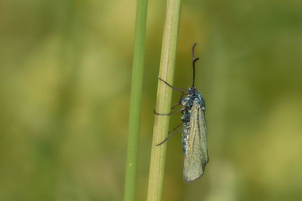 Grünwidderchen - Eifel - 50°41`40.20" 6°36`32.48" - (02.06.2019)