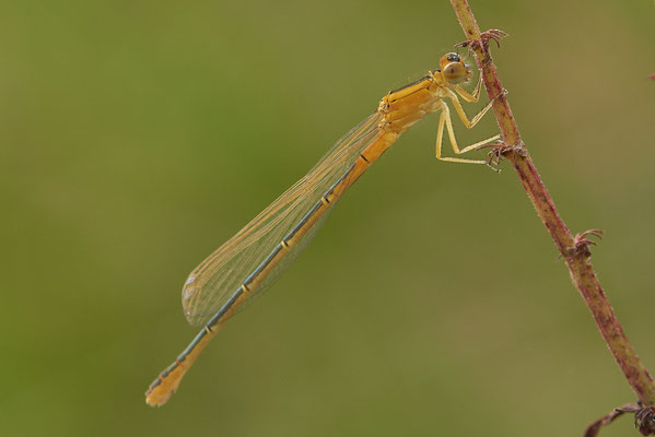 Kleine Pechlibelle