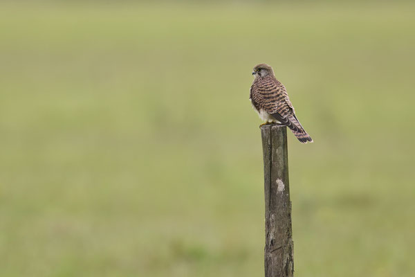 Turmfalke