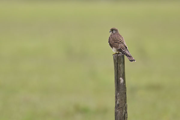 Turmfalke