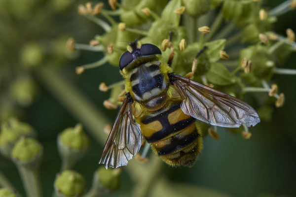 Nr.08/13 - Totenkopfschwebfliege (Myathropa florea) - OB-Weiherstr. 116 (03.10.2018)