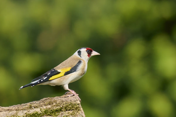 Heute im Garten - Stieglitz