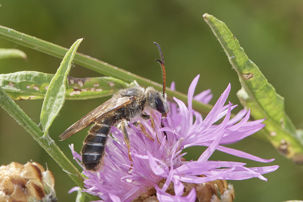 Halictus quadricinctus - Dinslaken Emschermündung - 51°33`52.87" 6°41`48.98" - (13.08.2020) - Rote Liste: Kategorie 3: Gefährdet