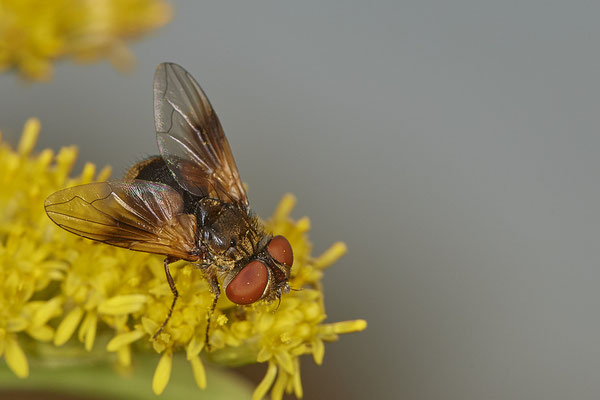 Nr.20/01 - Raupenfliege - Ectophasia oblonga - LMB - (06.11.2018)