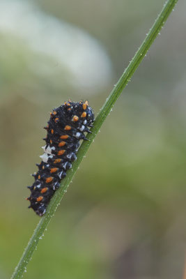 Papilio machaon / Schwalbenschwanz - Raupe kurz nach dem Schlupf - DIN Emschermündung - 51°33`43.02" 6°41`27.86" - (18.09.2019)