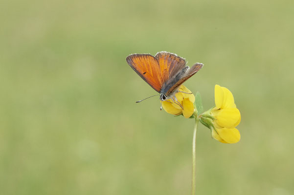 Lilagold-Feuerfalter - Vom 13.6. bis 20.6.2021 Urlaub im Allgäu