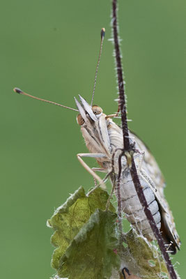 Distelfalter
