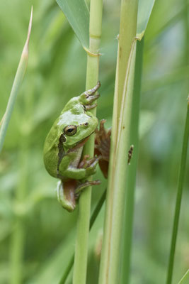 Laubfrosch - (04.06.2022)