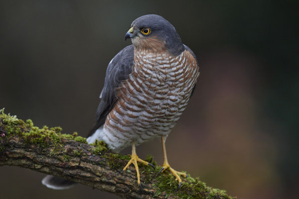 Bei miesem, dunklem Wetter und hohen Isowerten - Sperbermännchen sehr nah im Garten - (28.11.2019)