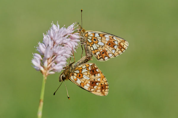 Braunfleckiger Perlmuttfalter