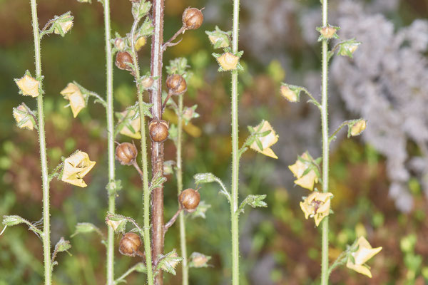 Verbascum blattaria / Schaben-Königskerze - OB Zeche Sterkrade - (10.08.2019) ( In Deutschland gefährdet - 3+ gemäß der Roten Liste )