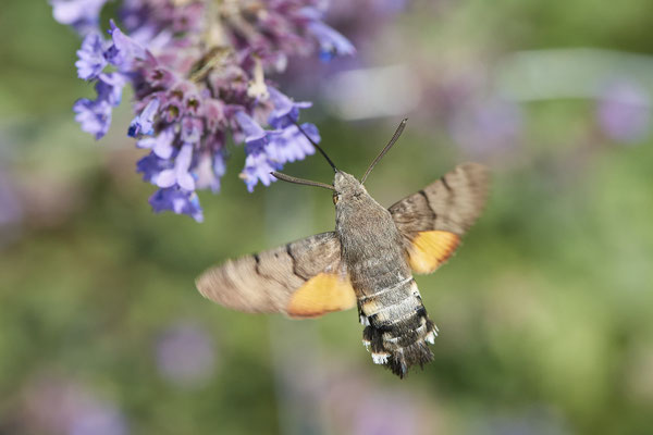 Taubenschwanz - (Urlaub im Allgäu / Bayern vom  08.07. bis 17.07.2022)