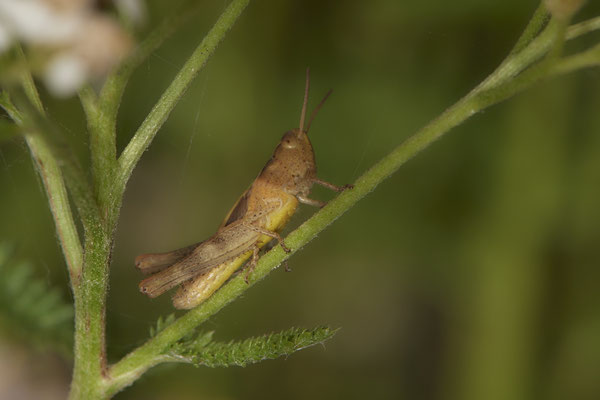 Grashüpfer unbest.