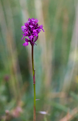 Pyramiden-Hundswurz - (Urlaub im Allgäu / Bayern vom  08.06. bis 19.06.2025)